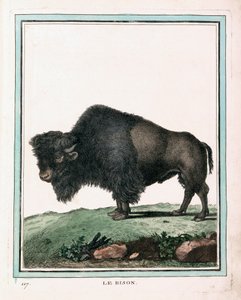 Antikt tryck av amerikansk buffel av Georges Louis Leclerc