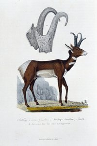 Naturhistorisk styrelse: Zoologisk styrelse som representerar den Spanked Antilope; Furcifer Antilope, Smith. a. Hornen i hela sin utveckling - i "" Complete Works of Buffon"" av naturforskaren Georges Louis Leclerc, greve av Buffon (1707 - 1788). Gravyr f av Georges Louis Leclerc