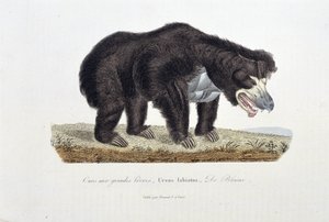 Naturhistorisk skylt: Zoologisk skylt som visar björnen med stora läppar, Ursus labiatus, De Blaini - i "" Completes of Buffon"" av naturforskaren Georges Louis Leclerc, greve av Buffon (1707 - 1788). Gravyr från 1837.