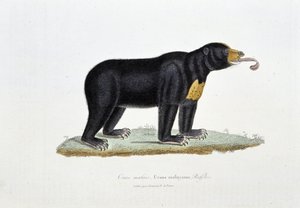 Naturhistorisk skylt: Zoologisk tavla som visar den malaysiska björnen, Ursus malayanus, Faffles - i "" Works of Buffon"" av naturforskaren Georges Louis Leclerc, greve av Buffon (1707 - 1788). Gravyr från 1837.