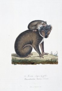 Naturhistorisk skylt: Zoologisk styrelse som representerar Koala (efter Griffith), Phascolarctos Fuscus - i "" Completes of Buffon"" av naturforskaren Georges Louis Leclerc, greve av Buffon (1707 - 1788). Gravyr från 1837. av Georges Louis Leclerc