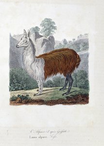 Naturhistorisk skylt: Zoologisk styrelse som representerar L
