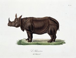 Naturhistorisk skylt: Zoologisk styrelse som representerar Le Rhinoceros - i "" Completes of Buffon"" av naturforskaren Georges Louis Leclerc, greve av Buffon (1707 - 1788). Gravyr från 1837.