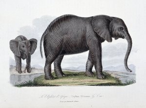 Naturhistorisk skylt: Zoologisk styrelse som representerar den afrikanska elefanten; Elephas Africanus - i "" Completes of Buffon"" av naturforskaren Georges Louis Leclerc, greve av Buffon (1707 - 1788). Gravyr från 1837. av Georges Louis Leclerc