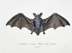 Naturhistorisk skylt: Zoologisk tavla som representerar Bat Murins förlängda vingar - i "" Works complete of Buffon"" av naturforskaren Georges Louis Leclerc, greve av Buffon (1707 - 1788). Gravyr från 1837.