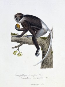Naturhistorisk skylt: Zoologisk styrelse som representerar White Rump Semnopitheque, Semnopithecus Leucoprymnus, Otto - i "" Completes of Buffon"" av naturforskaren Georges Louis Leclerc, greve av Buffon (1707 - 1788). Gravyr från 1837. av Georges Louis Leclerc