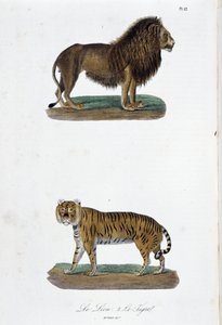 Natural History Plate: Zoologisk tavla som representerar lejonet och tigern - i "" Completes of Buffon"" av naturforskaren Georges Louis Leclerc, greve av Buffon (1707 - 1788). Gravyr från 1837. av Georges Louis Leclerc