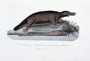 Naturhistorisk skylt: Zoologisk tavla som representerar ornithorync Paradoxal (Ornithorhynchus Paradoxux), Blumenb - i "" Works of Buffon" av naturforskaren Georges Louis Leclerc, greve av Buffon (1707 - 1788). Gravyr från 1837. av Georges Louis Leclerc