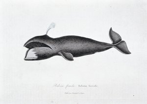 Naturhistorisk skylt: Zoologisk tavla som representerar högervalen, Balaena borealis - i "" Works of Buffon"" av naturforskaren Georges Louis Leclerc, greve av Buffon (1707 - 1788). Gravyr från 1837. av Georges Louis Leclerc