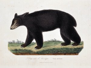 Naturhistorisk skylt: Zoologiskt diagram som visar The Black Bear of America (Ursus americanus) - i "" Works of Buffon" av naturforskaren Georges Louis Leclerc, greve av Buffon (1707 - 1788). Gravyr från 1837. av Georges Louis Leclerc