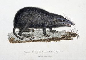 Naturhistorisk skylt: Zoologiskt diagram som visar The Gymnure of Raffles, Gymnura Rafflesii, Lefs, man - i "" Completes of Buffon"" av naturforskaren Georges Louis Leclerc, greve av Buffon (1707 - 1788). Gravyr från 1837.