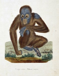 Naturhistorisk skylt: Zoologiskt diagram som visar Orang outan (orang outan, orang outang, orang outang), Pithecus satyrus - i "" Completes of Buffon" av naturforskaren Georges Louis Leclerc, greve av Buffon (1707 - 1788). Gravyr från 1837.