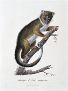 Naturhistorisk skylt: Zoologiskt diagram som visar Phalanger of Cook (Phalangista Cookii) - i "" Works of Buffon" av naturforskaren Georges Louis Leclerc, greve av Buffon (1707 - 1788). Gravyr från 1837. av Georges Louis Leclerc