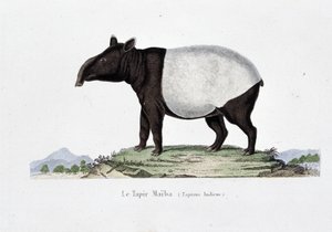 Naturhistorisk skylt: Zoologiskt diagram som representerar Le Tapir Maiba (Tapirus Indicus) - i "" Works of Buffon"" av naturforskaren Georges Louis Leclerc, greve av Buffon (1707 - 1788). Gravyr från 1837. av Georges Louis Leclerc