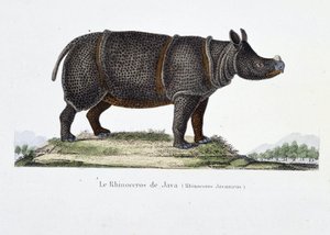 Naturhistorisk skylt: Zoologiskt diagram som representerar Javas noshörning (Rhinoceros Javanicus) - i "" Completely Works of Buffon"" av naturforskaren Georges Louis Leclerc, greve av Buffon (1707 - 1788). Gravyr från 1837. av Georges Louis Leclerc