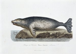 Naturhistorisk tavla: Zoologisk tavla som visar sigillen av Choris, Phoca Chorisii, Lektion - i "" Works of Buffon"" av naturforskaren Georges Louis Leclerc, greve av Buffon (1707 - 1788). Gravyr från 1837. av Georges Louis Leclerc