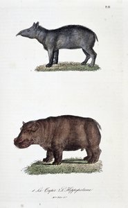 Naturhistorisk styrelse: Zoologisk styrelse som representerar 1. Tapirerna och 2. L
