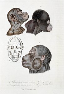 Naturhistorisk styrelse: Zoologisk styrelse som representerar 1. Ung schimpans; 2. ung Orangoutan (orang-utang, orangoutang, orang-utang); 3. Orang ut en vuxen; 4. Crane du Pongo de Wurmb - i "" Complete Works of Buffon"" av naturforskaren Georges Louis Le av Georges Louis Leclerc