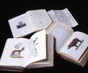 Stilleben av "Buffons kompletta verk" av naturforskaren Georges Louis Leclerc, greve av Buffon (1707 - 1788). Gravyr från 1837.