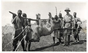 Lejon vid Bahr el Ghazal, Am Dafok, 1925 (silvertryck av gelatin) av Georges Marie Haardt