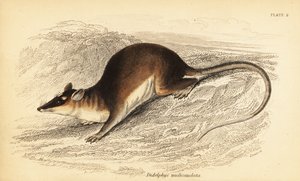 Brun fyrögd opossum, Metachirus nudicaudatus. ,1841 (gravyr)