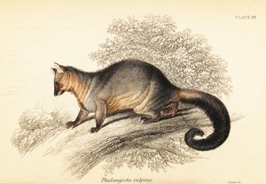 Vanlig borststjärtsburk, Trichosurus vipecula. ,1841 (gravyr)