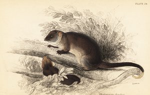 Jag kan se den vanliga ringstjärten, Pseudocheirus peregrinus. ,1841 (gravyr) av Georges Robert Waterhouse
