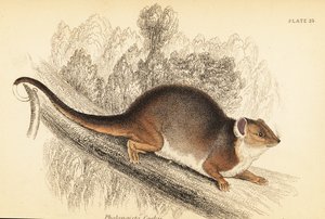 Jag kan se den vanliga ringstjärten, Pseudocheirus peregrinus. , 1841 (gravyr)