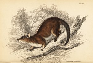 Derbys ulliga opossum, Caluromys derbianus. ,1841 (gravyr)