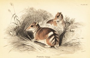 Östlig bommad bandicoot, Perameles gunnii., 1841 (gravyr)