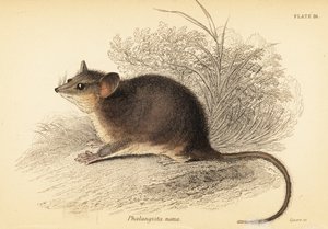Östra pygmépossum, Cercartetus nanus., 1841 (gravyr)