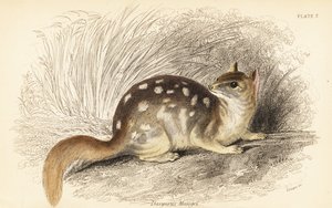 Östra quoll, Dasyurus tvättbjörn. Utrotningshotad. , 1841 (gravyr)
