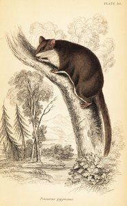 Feathertail glider, Acrobates pygmaeus. ,1841 (gravyr)