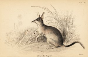 Större bilby, Macrotis lagotis. Utrotningshotad. ,1841 (gravyr)