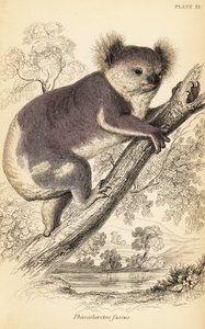 Koala, Phascolarctos cinereus., 1841 (gravyr) av Georges Robert Waterhouse
