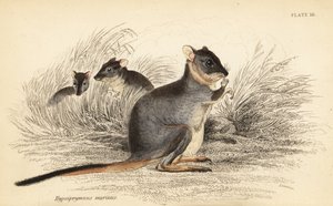 Långfotad potoro, Potorous longipes. Vulnerable., 1841 (gravyr) av Georges Robert Waterhouse