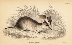 Långnosig bandicoot, Perameles nasuta., 1841 (gravyr)