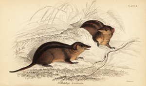 Nordlig trerandig opossum, Monodelphis americana. ,1841 (gravyr)
