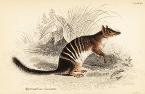 Numbat, Myrmecobius fasciatus. Utrotningshotad. ,1841 (gravyr)
