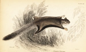 Sockerglidare, Petaurus breviceps., 1841 (gravyr)