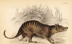 Tasmansk tiger, Thylacinus cynocephalus. Utdöd. ,1841 (gravyr)