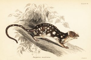 Tiger quoll, Dasyurus maculatus., 1841 (gravyr)