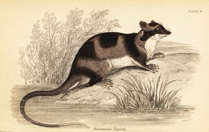 Vattenopossum eller yapok, Chironectes minimus. ,1841 (gravyr)