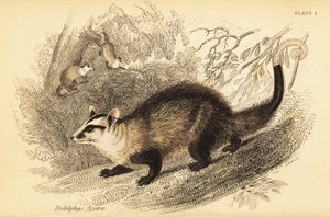 Vitörad opossum, Didelphis albiventris. ,1841 (gravyr)