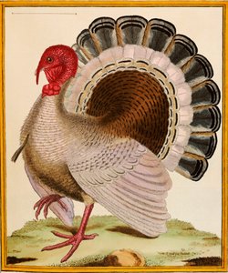 Ett Turkiet, från "Histoire Nouvelles des Oiseaux", 1771-86