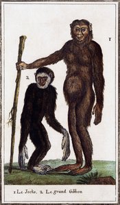 Jocko, schimpans eller gibbon, illustration från Histoire naturelle, av Georges-Louis Leclerc greve av Buffon (1707-1788), akvarellgravyr