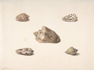 Fem skal, n.d.. av Georgius Jacobus Johannes van Os