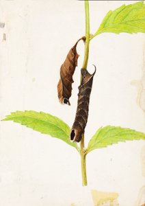 Curled Dead Leaf Mimicking Sphinx Caterpillar..., tidigt 1900-tal.