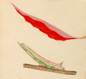 Mirror-Back Caterpillar..., tidigt 1900-tal.
