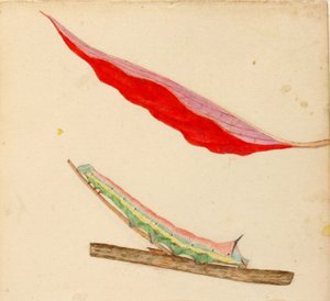 "Mirror-Back" Caterpillar, studie för boken "Concealing Coloration in the Animal Kingdom" (dold färg i djurriket)